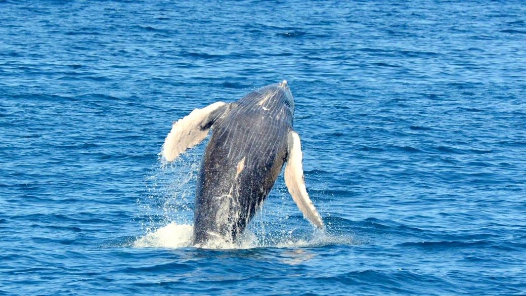 TravelShackHI's tweet photo. Whale watching season is still going strong! And we have a new post up on our blog on how to have your own close encounter with them  🐳🐋 https://t.co/RGyLGLkv3R