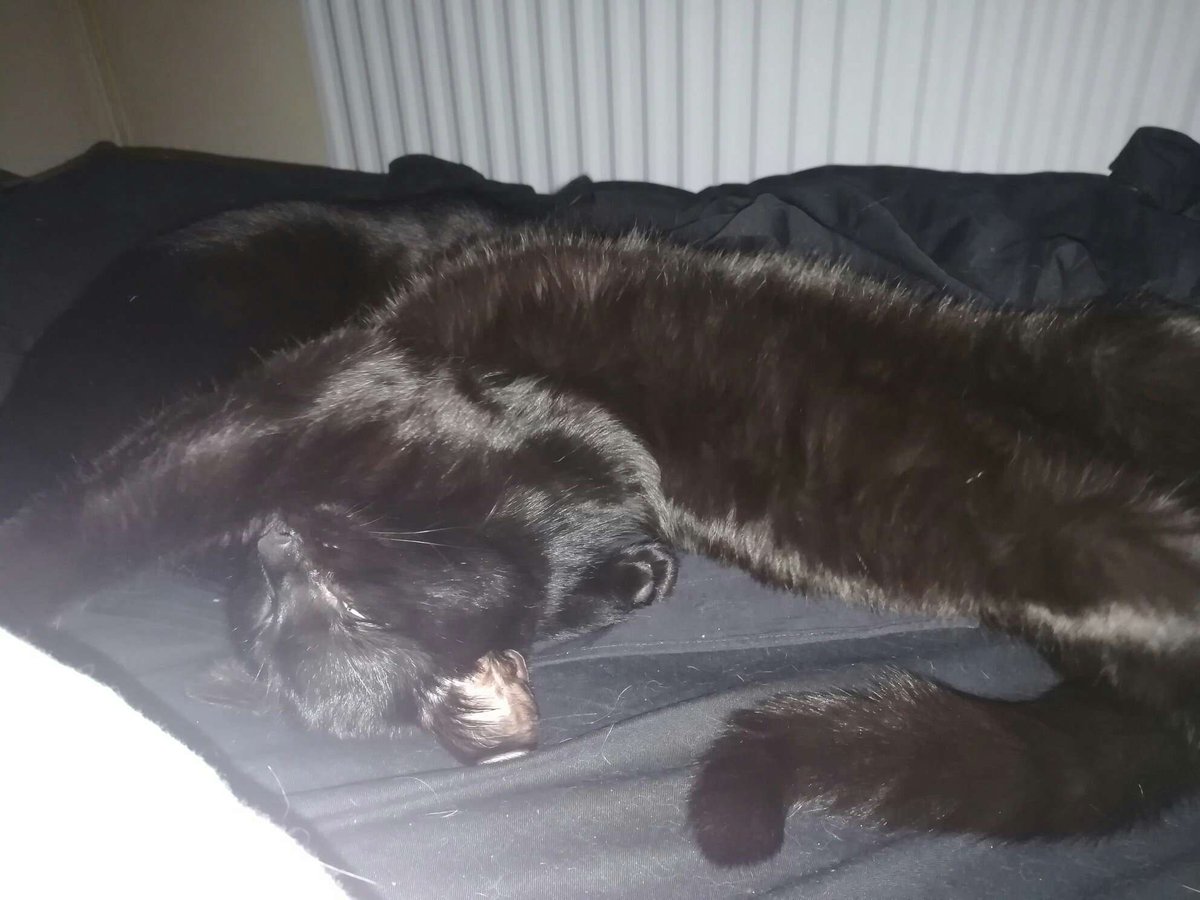 EClowder's tweet photo. Sweet dreams 😻 and a delayed #JellyBellyFriday 😽❤️ #catsoftwitter #cats #catsofinstagram #catstagram #cutecats #catslovers #Caturday #blackcat #AdoptDontShop #kittens #panfur #PanfurSquad https://t.co/2K4QugTBWH