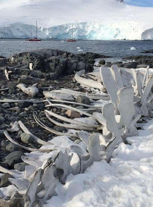 The most recent post at aboutbone.com : Beachcombing For Bones in Antarctica. 
Antarctica. The first image that comes to most people’s mind is probably not one of bones, and looking for them is not why I went. Once there, however,    Continue reading