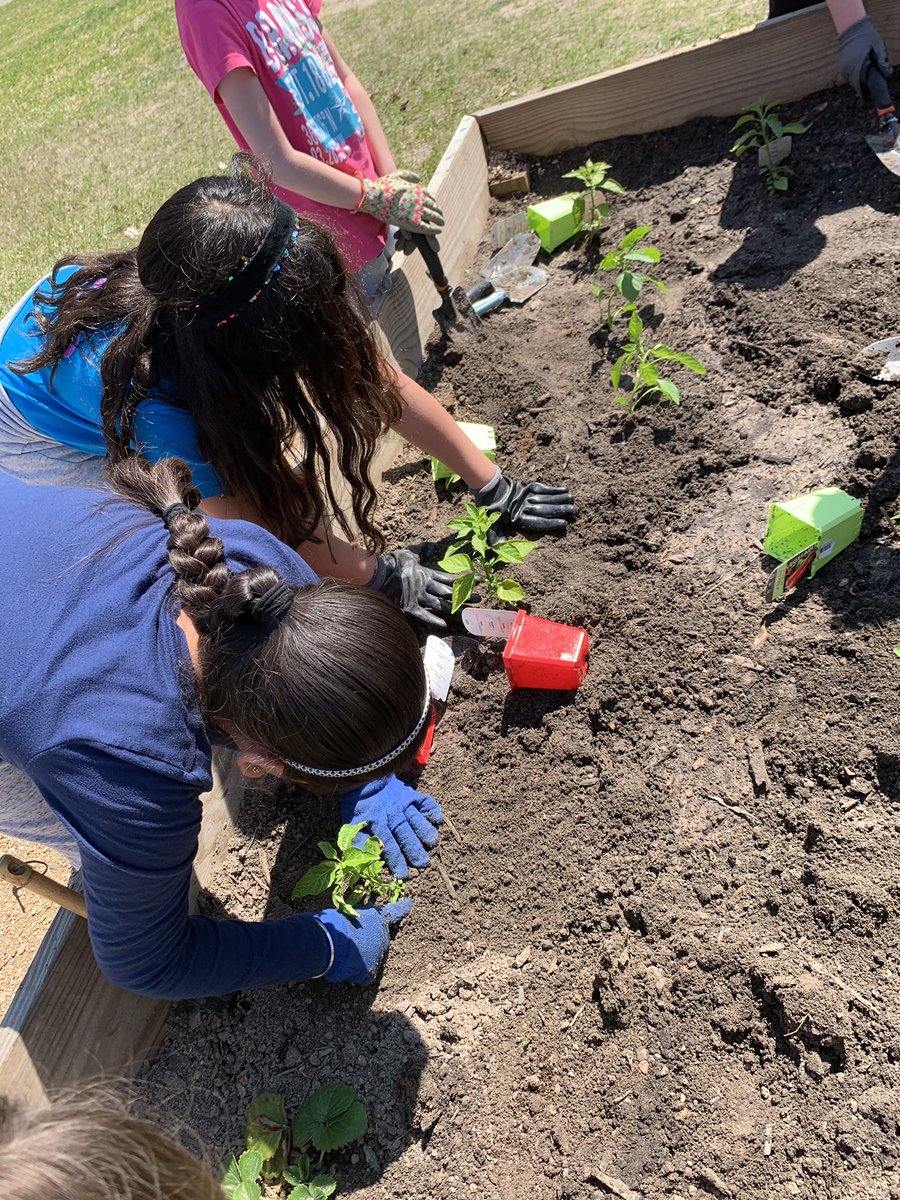 Garden Day Fun. We planted peppers today. <a href="/HumbleISD_HHE/">Hidden Hollow Elementary</a>