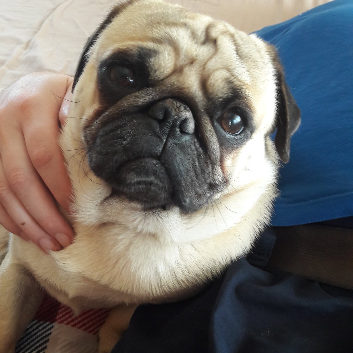 rebeccau1981's tweet photo. Guido - no words 😍 #PugsOfInstagram #pugs #eternallove https://t.co/A1TrHxMQWE