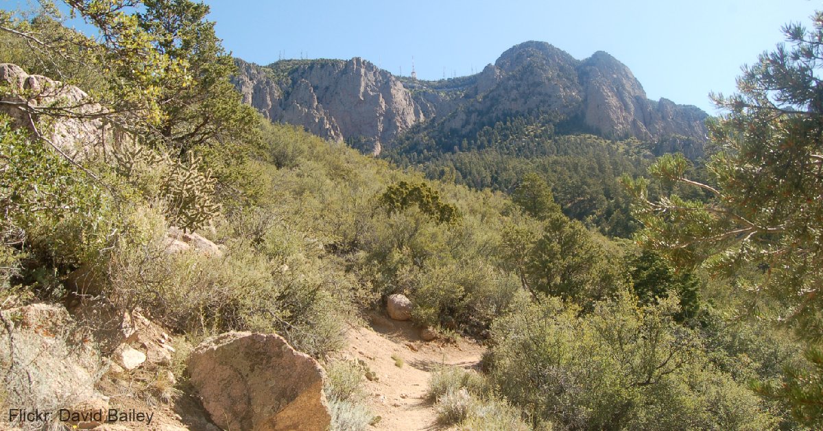 MtnLionFdn's tweet image. There has recently been an increase in sightings of #mountainlions reported to the #USForestService on the #LaLuzTrail in the #SandiaMountains of #NewMexico. Learn how you can stay safe when recreating from the article: bit.ly/NMTrailLion!

#Pumaconcolor #LivingwithWildlife
