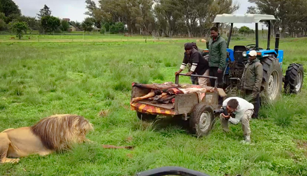Artist Simon Needham, with gallery Kavachnina Contemporary, showcased his series of Lion photographs to benefit #GGConservation at Art Palm Springs this past February! Learn more about his passion and efforts in supporting this cause simonneedham.com/artist
