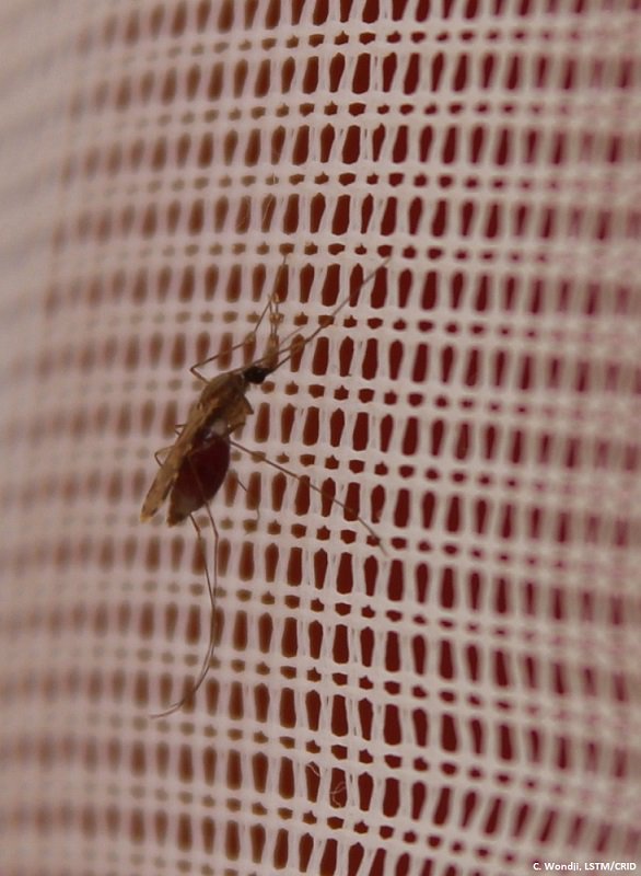ScienceTM's tweet image. A new sequencing study from the Wondji lab @LSTMnews tracks the spread of a single allele that drives #pyrethroid resistance among #malaria transmitting mosquitoes in southern Africa. fcld.ly/letcj6t