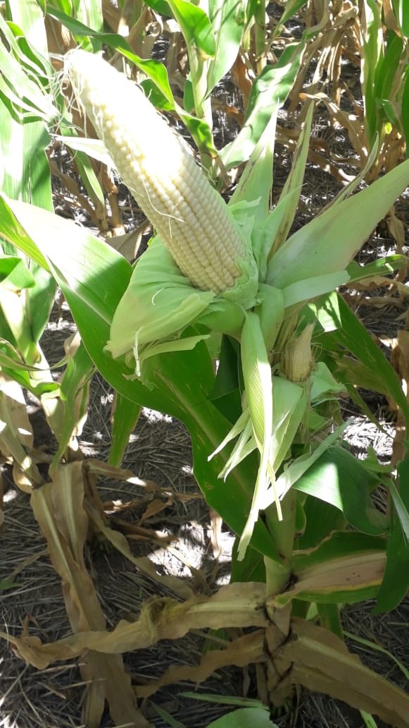 luisblancosa's tweet photo. Recorriendo cultivos de maíz
#SYN875VIP3 y #SYN840VIP3 tecnología @syngenta_ar #JuntoAlProductor https://t.co/Sh4Vlauzgw