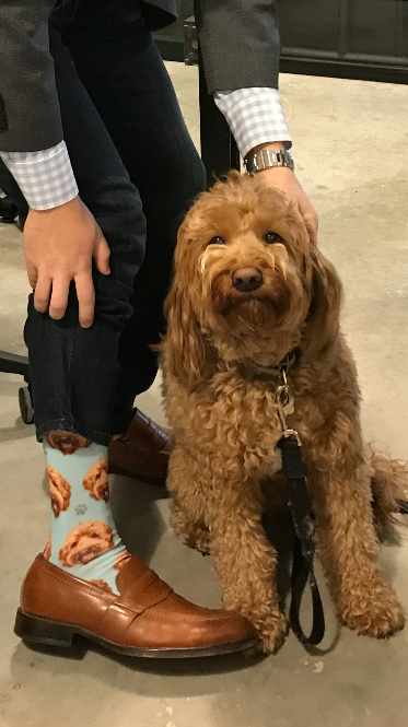 stackla's tweet photo. It's #NationalPuppyDay! We love a good excuse to share pictures of the adorable dogs of Stackla. Here are Lola, Cooper & Rudy! ππΆ #RuffLife #StacklaLife https://t.co/R654cdVeFZ