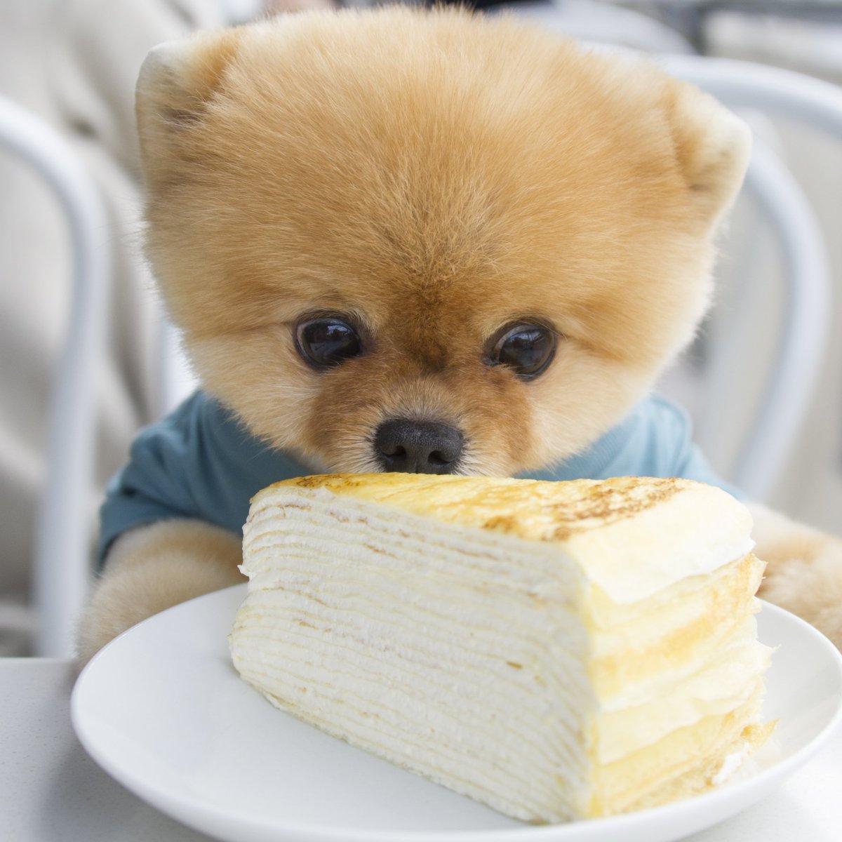 ladymcakes's tweet photo. It's #NationalPuppyDay and we're hosting the first ever Lady M photo contest. Post a photo of you and your puppy/dog using the hashtag #puppiesofladym by April 7, 2019. One (1) lucky winner will get a cake of their choice! Get more info here: https://t.co/GMHDf2shHA

📸: @jiffpom https://t.co/o0eoroM7mu