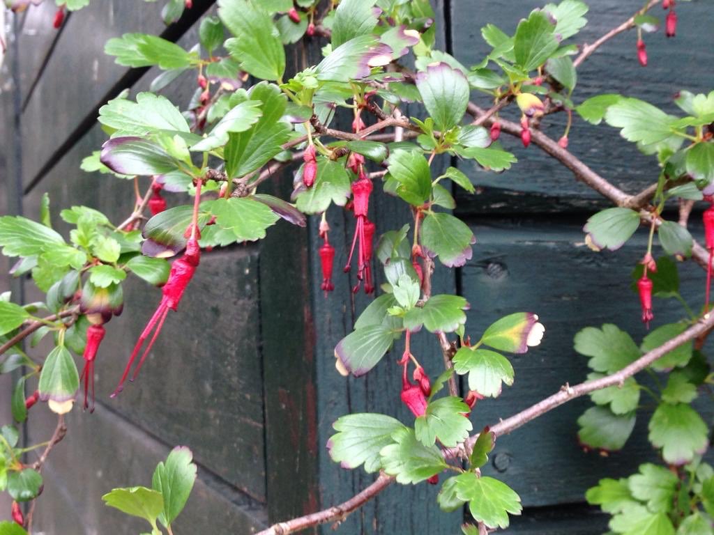 ferngeek's tweet photo. @GerWijnhoven Een ijverige kerkuil: 6 eieren is geweldig . Hennie kwam vanmiddag op bezoek en je voelt het al aan..... een mooie impressie hoe de tuin bij ons zich ontwikkeld. https://t.co/UCKYD6Nj7o