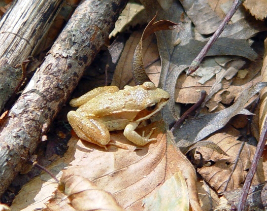 a brown food frog blends into the leaf litter it rests on