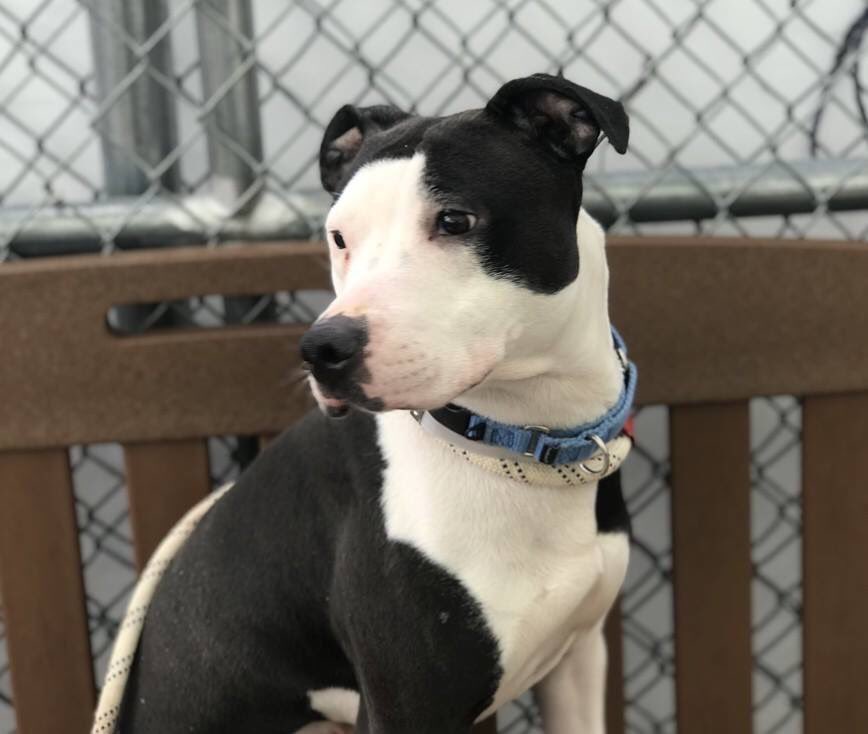KeithOlbermann's tweet photo. THEY ARE GOING TO KILL HER TOMORROW. On #NationalPuppyDay. Jena, a scared ex-stray, still leaped into a volunteer’s lap and stayed for 20 mins. A NYC-area adopter/foster or our $ pledges via @chortletown to attract a Rescue can save her. So, PLEASE RT https://t.co/BmRH7jK9mD https://t.co/AV2LQGSt9q