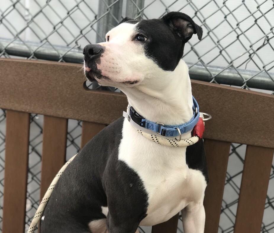 KeithOlbermann's tweet photo. THEY ARE GOING TO KILL HER TOMORROW. On #NationalPuppyDay. Jena, a scared ex-stray, still leaped into a volunteer’s lap and stayed for 20 mins. A NYC-area adopter/foster or our $ pledges via @chortletown to attract a Rescue can save her. So, PLEASE RT https://t.co/BmRH7jK9mD https://t.co/AV2LQGSt9q