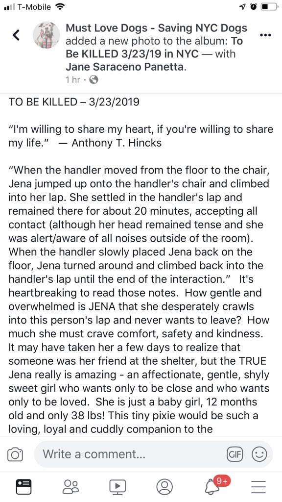 THEY ARE GOING TO KILL HER TOMORROW. On #NationalPuppyDay. Jena, a scared ex-stray, still leaped into a volunteer’s lap and stayed for 20 mins. A NYC-area adopter/foster or our $ pledges via <a href="/chortletown/">Anita</a> to attract a Rescue can save her. So, PLEASE RT facebook.com/mldsavingnycdo…