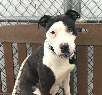 KeithOlbermann's tweet photo. THEY ARE GOING TO KILL HER TOMORROW. On #NationalPuppyDay. Jena, a scared ex-stray, still leaped into a volunteer’s lap and stayed for 20 mins. A NYC-area adopter/foster or our $ pledges via @chortletown to attract a Rescue can save her. So, PLEASE RT https://t.co/BmRH7jK9mD https://t.co/AV2LQGSt9q
