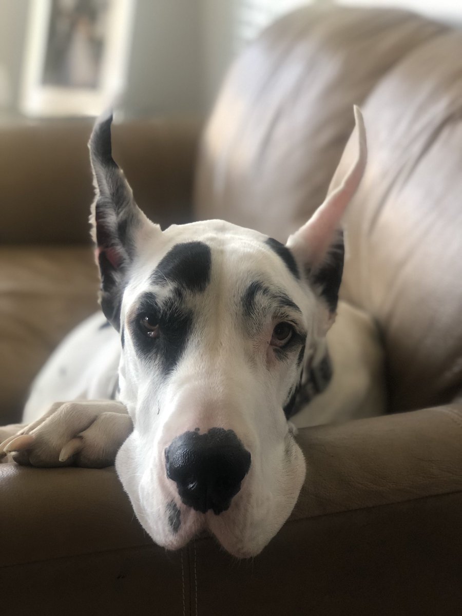 KarlyM's tweet photo. Dakota is 4 today!! I l❤️ this girl beyond words. My right hand paw, my shadow &amp; constant companion. I don’t know what I’d do if I wasn’t tripping over her all day long. Cheers to my girl. May we have many more birthdays to share together. #Dakota #HappyBirthday #GreatDane https://t.co/2zpOyLPAUu