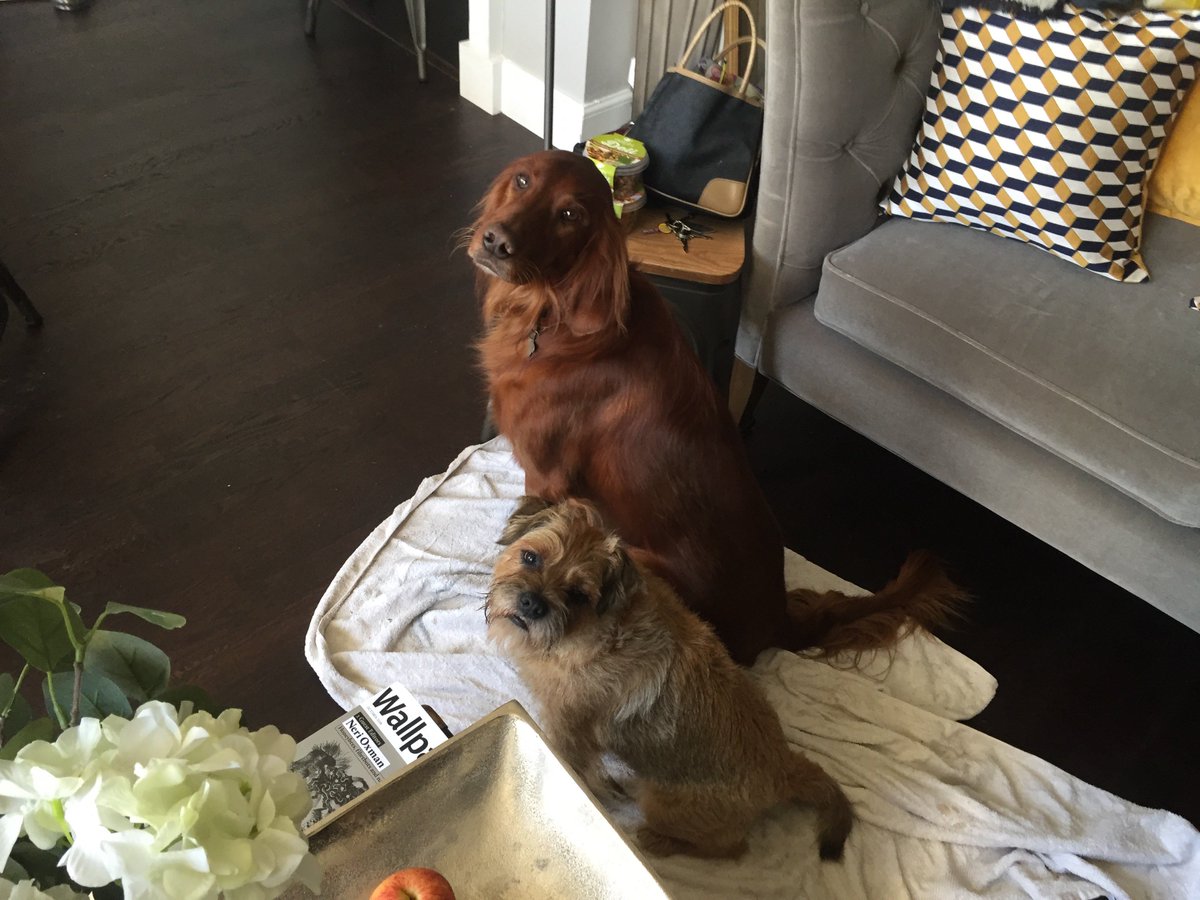 inspiredinteri5's tweet photo. These trusty PAs patiently await their brief... #interiorsedinburgh #bespokeinteriors #upscaling #personalising #loveyourhome #newtownedinburgh  #edinburgh #greatkingstreet #puppies #walkies #oscar #norman 
Would you like to discuss an interiors project? Call Susan 07900184893 https://t.co/BYJ05Bh3eI