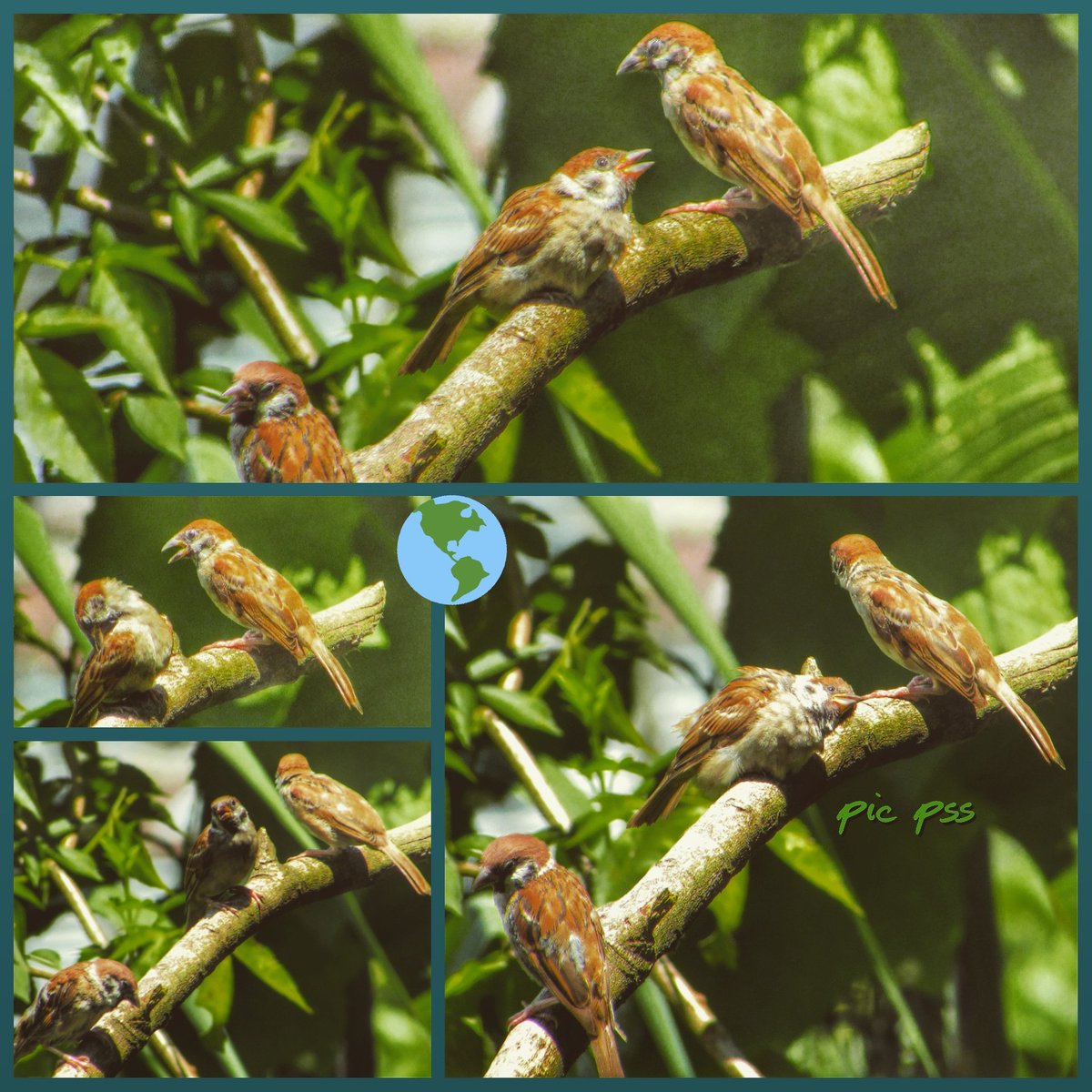 Prakashpss1's tweet photo. world sparrow day  is celebrated on 20 March each year in many countries around theworld. Every year celebration is organised according to the theme. The theme for World Sparrow Day 2018 is "I LOVE Sparrows" and is pictured like " I ♥ Sparrows"
#WorldSparrowDay @celebrate https://t.co/uKJxTgPzKq
