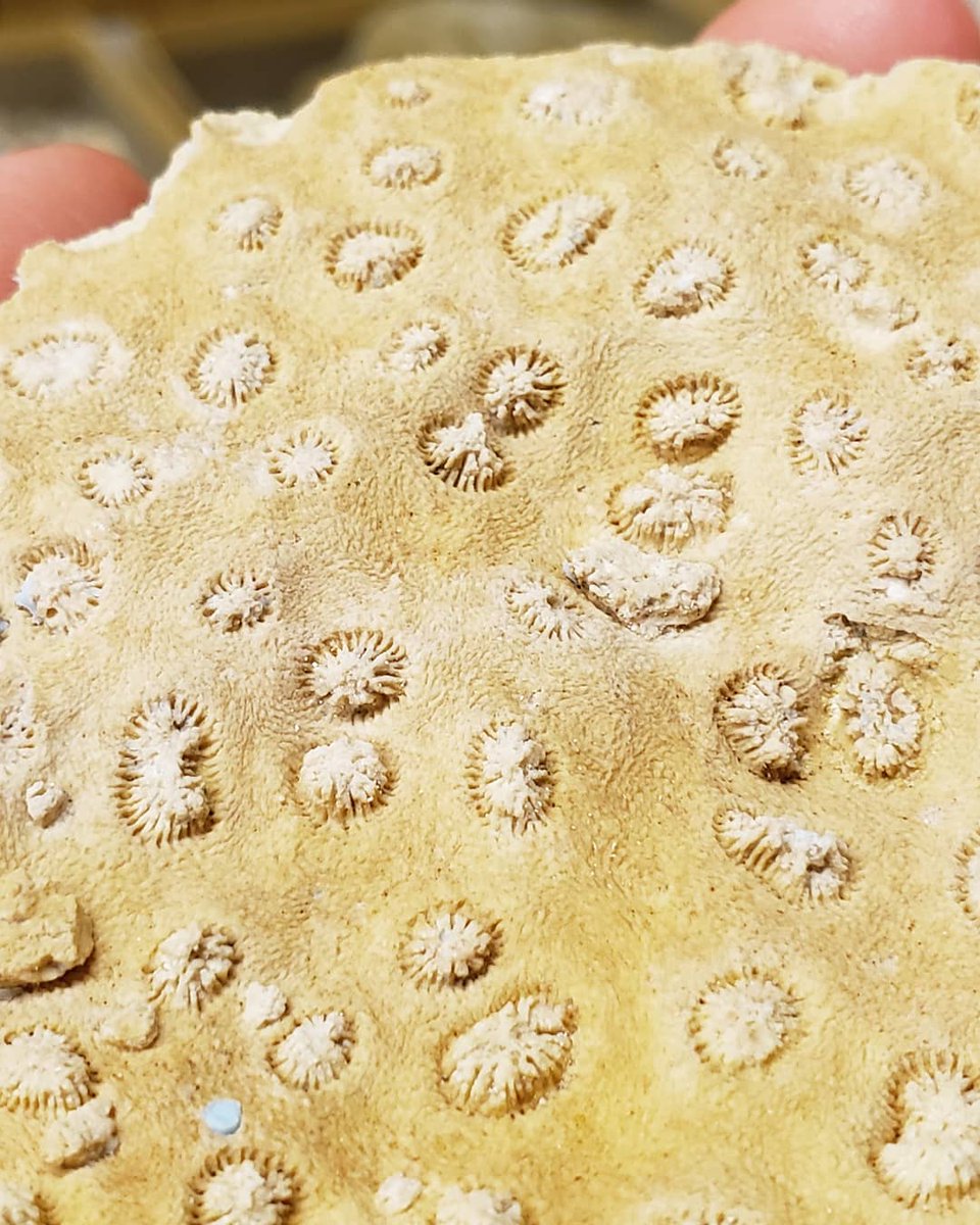 FloridaMuseum's tweet photo. Or sometimes researchers make a peel to study something in greater detail like this stony coral fossil. And these durable silicone peels last a long time, so we can continue studying the fossil, or the space it left behind, for many years. #Invertebrates #InvertPaleo #Fossils https://t.co/DVc74mdoyL