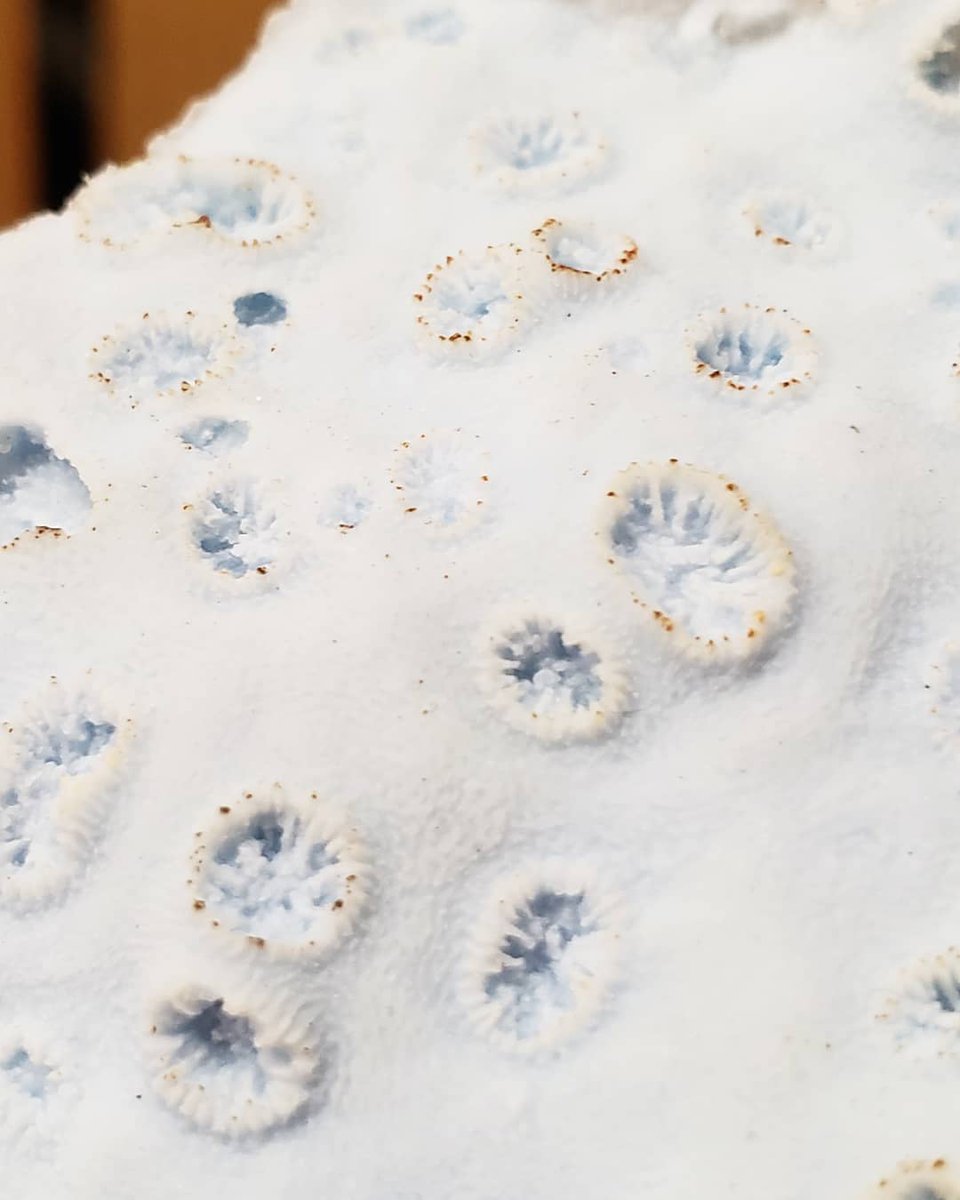 FloridaMuseum's tweet photo. Or sometimes researchers make a peel to study something in greater detail like this stony coral fossil. And these durable silicone peels last a long time, so we can continue studying the fossil, or the space it left behind, for many years. #Invertebrates #InvertPaleo #Fossils https://t.co/DVc74mdoyL
