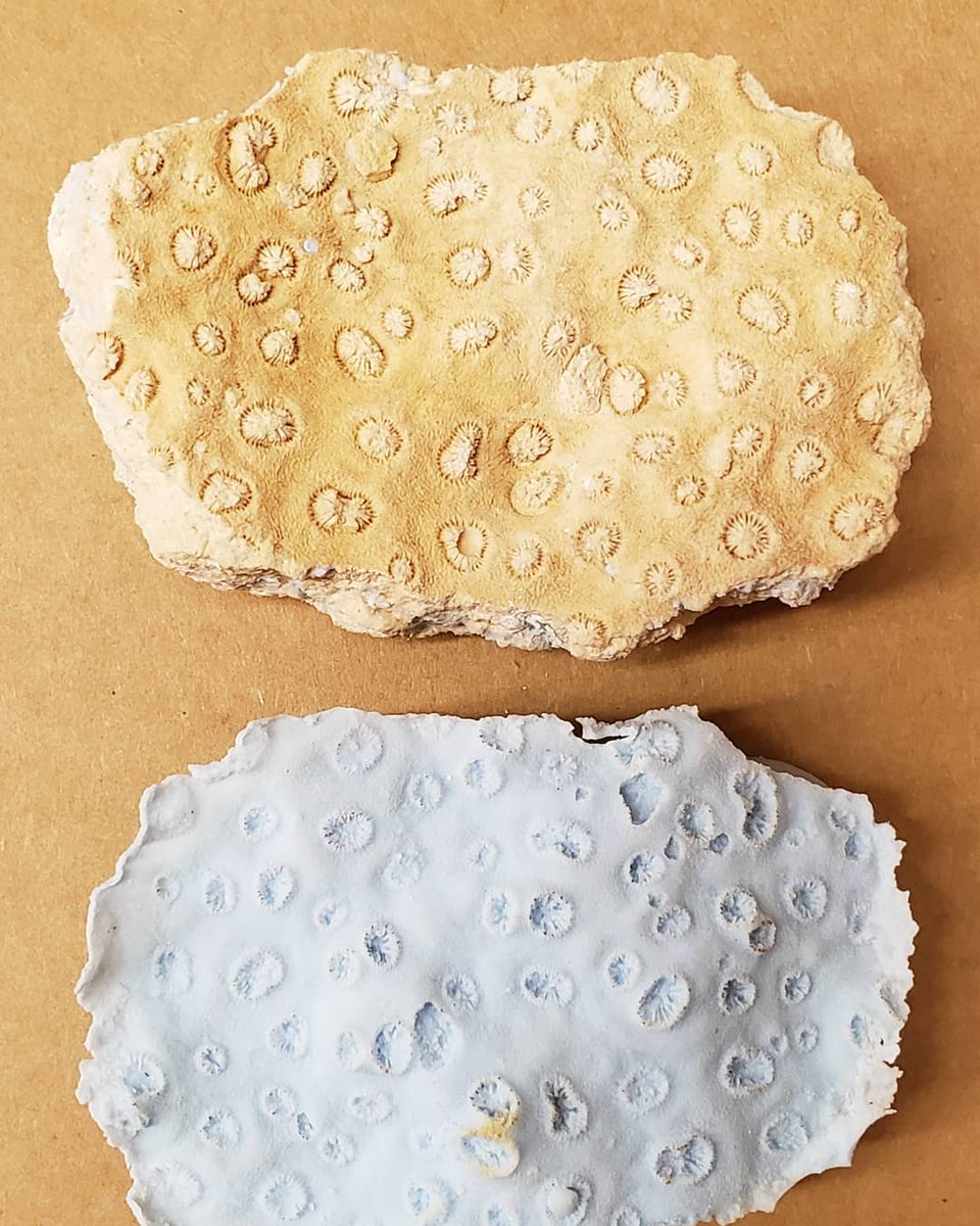 FloridaMuseum's tweet photo. Or sometimes researchers make a peel to study something in greater detail like this stony coral fossil. And these durable silicone peels last a long time, so we can continue studying the fossil, or the space it left behind, for many years. #Invertebrates #InvertPaleo #Fossils https://t.co/DVc74mdoyL