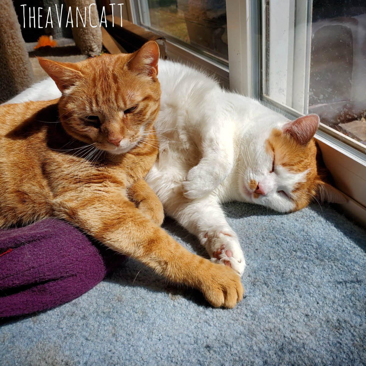 THEA_VanCat's tweet photo. It's definitely a good day for enjoying a little sunshine #naptime #lazy https://t.co/lEjiRwP8V2