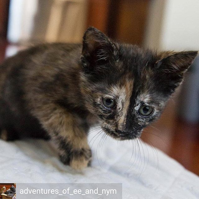 Reposted from @adventures_of_ee_and_nym -  What’s this? And what’s that? Why does it do that? Eliza has a lot of wonder about how the world works 😹 #Elizathekitten #fosterkitty #adopterneeded #fosteringsaveslives #kitten #coicommunity Available for a… ift.tt/2TYCVlq