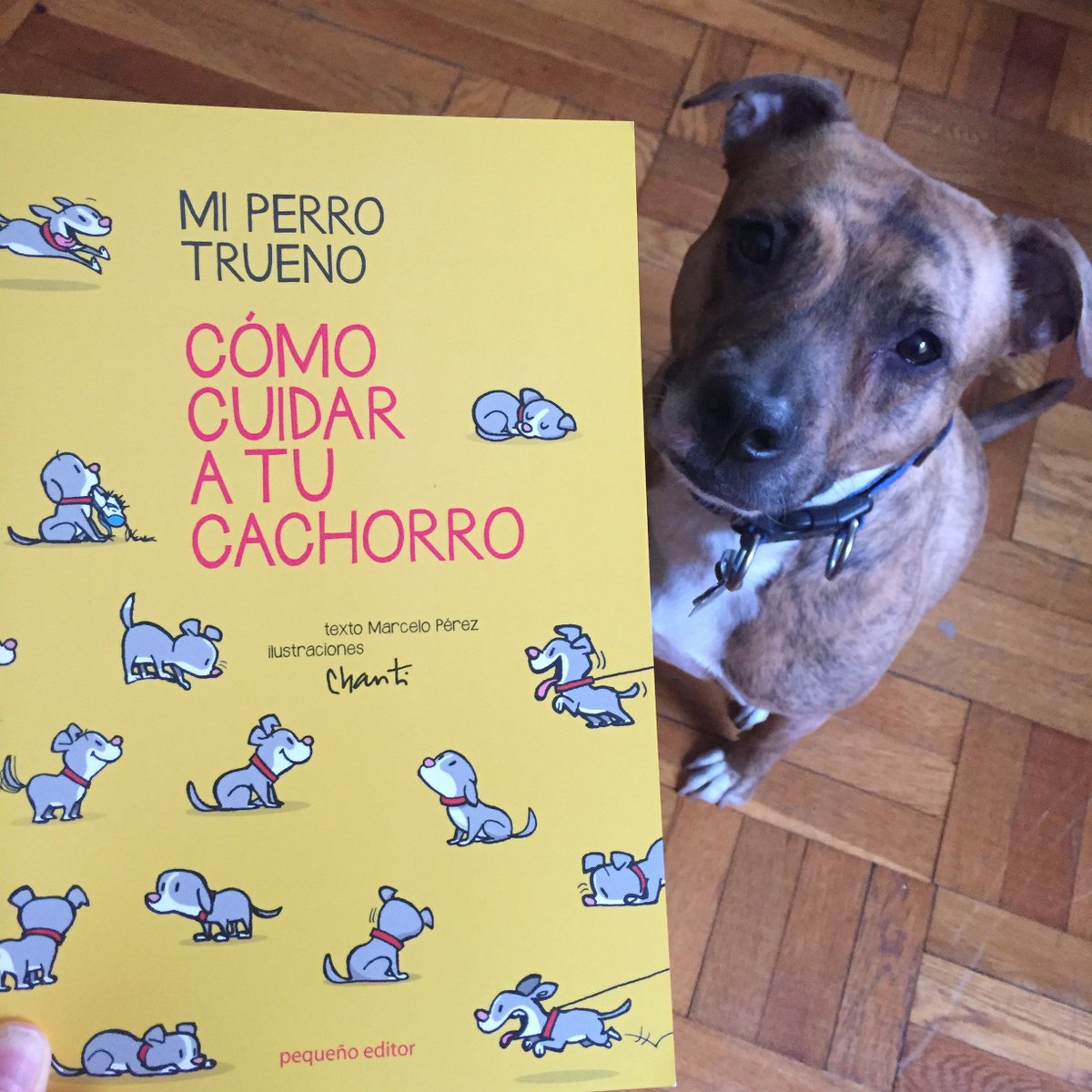 chaulunabooks's tweet photo. Si piensas adoptar un cachorro, entrena primero a tus hijxs con consejos básicos que no olvidarán! https://t.co/3apU9FTueV #NationalPuppyDay https://t.co/iGAkbRtbbp