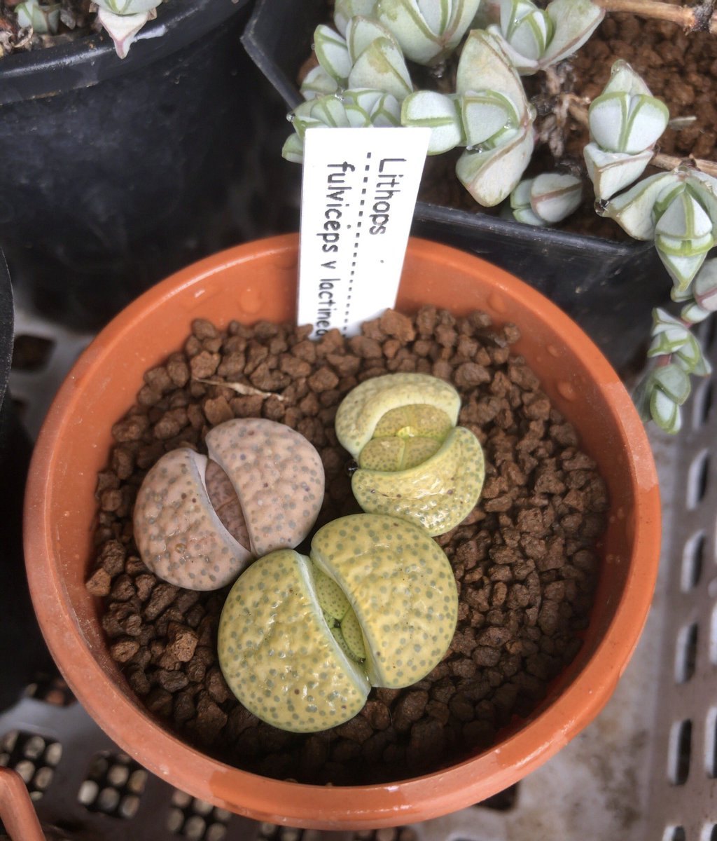 kabutoganijon1's tweet photo. Lithops fulviceps v lactinea C222
リトープス 楽地玉
脱皮が始まった。😮
手前の一つは分頭するようだ。😲
The molt of litopes has begun.
One in the front seems to be split into two.
#多肉植物 #リトープス #Succulent #Lithops
#fulviceps #lactinea #C222 https://t.co/nHcQLT9DsG