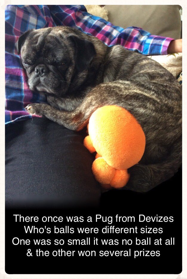 Hector_Shar_Pei's tweet photo. Before anyone phones the vet, it was a stuff squid toy that I found strangely comfortable. https://t.co/ZVlWTWock6