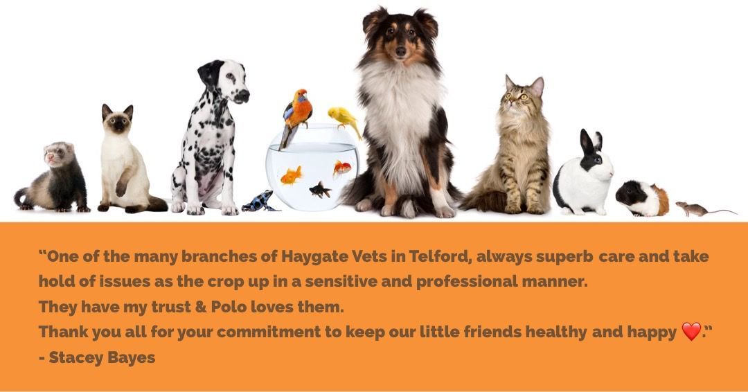 HaygateV's tweet photo. Thank you for the wonderful review.
If you want a professional and sensitive service look no further than Haygate Veterinary Centres.
#vets #pets #dogs #cats #rabbits #englandbiz https://t.co/KPOj8rRWQw