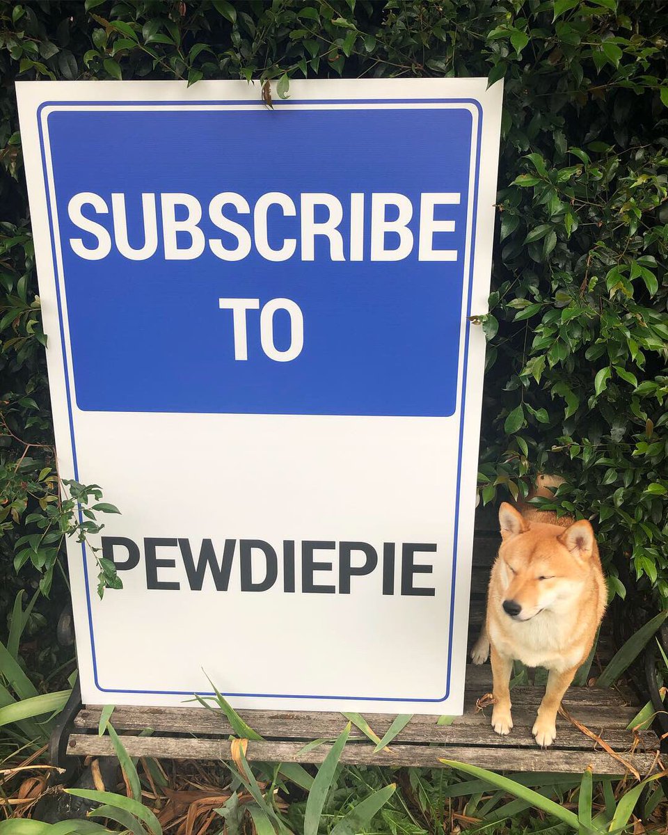 KevinTheShiba's tweet photo. Please subscribe to @pewdiepie or I will feel sad 😔 https://t.co/E3Hv8tPeHi
