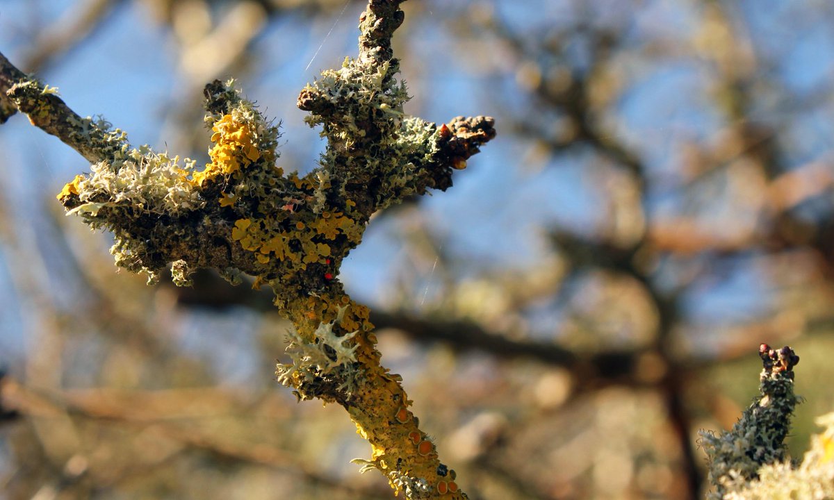 ele_johnstone's tweet photo. Exploring the world of lichens in my new blog post back in #Dorset @DorsetWildlife, have a little read if youβre interested! https://t.co/tlJNwf9Wo8 #FungiFriday #LocalPatchReporters @Britnatureguide @WildlifeMag ππΎπΏβοΈ https://t.co/oruXBqteCM