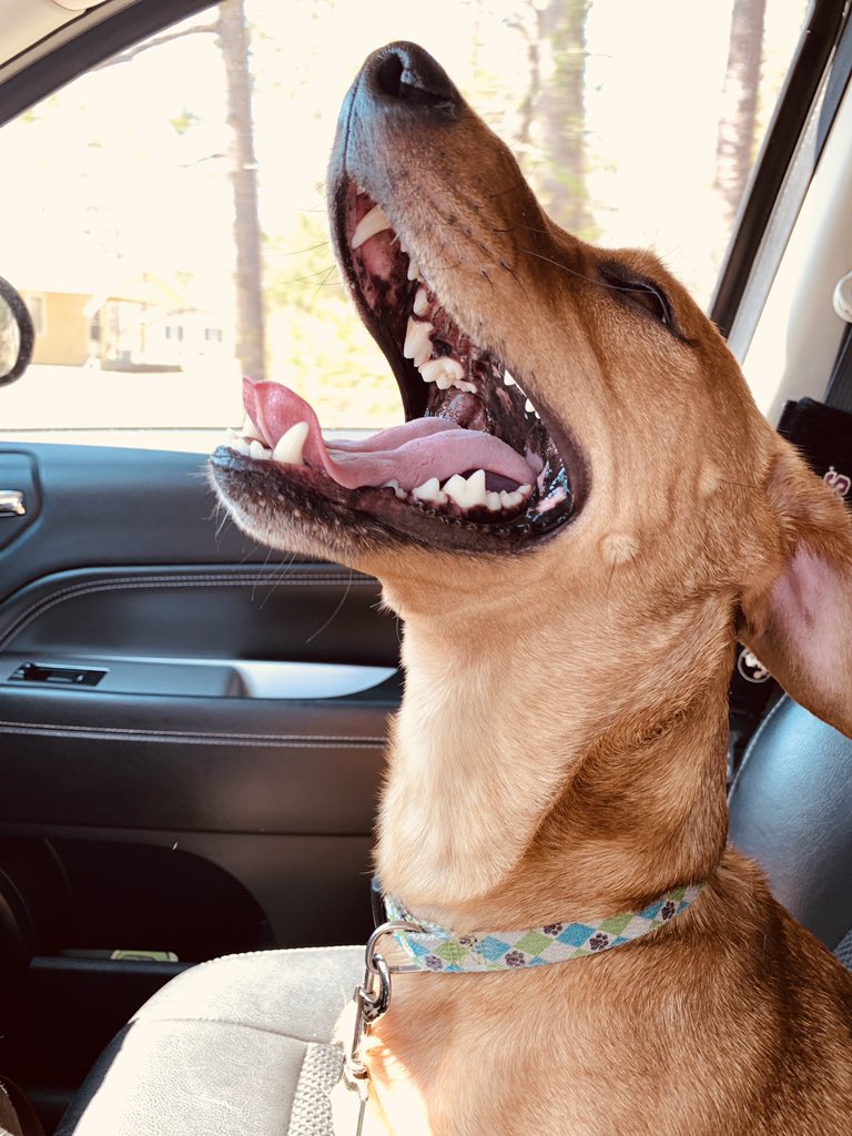 BritniMcalduff's tweet photo. Someone enjoyed the 2 hour car ride to the beach 🌊🐠🐚 #dachshundsoftwitter #EmeraldIsle #BogueInlet #shotgunrider https://t.co/GW1Vj6D44W