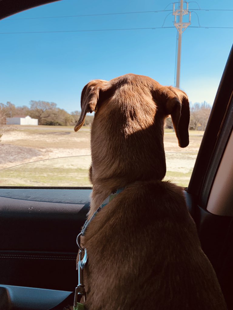 BritniMcalduff's tweet photo. Someone enjoyed the 2 hour car ride to the beach 🌊🐠🐚 #dachshundsoftwitter #EmeraldIsle #BogueInlet #shotgunrider https://t.co/GW1Vj6D44W