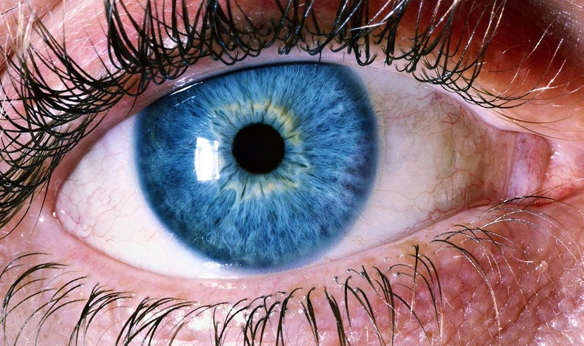 RunCharlieLtd's tweet photo. FUN FACT FRIDAY...
Research shows that people with blue eyes have a single, common ancestor. The University of Copenhagen tracked down a genetic mutation which took place 6-10,000 years ago and is the cause of the eye colour of all blue-eyed humans alive on the planet today. https://t.co/BAgRiuGkjt