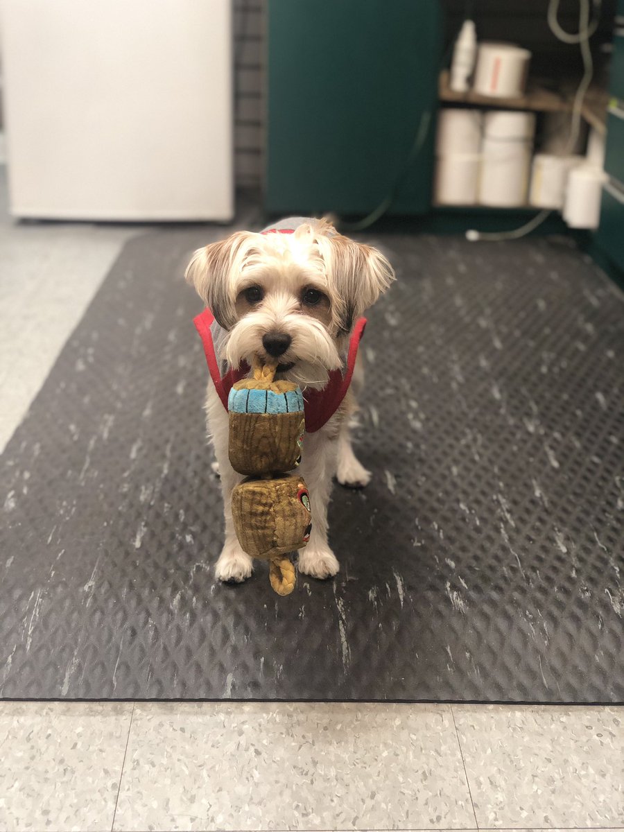 MahaYvonne's tweet photo. @SHODesusAndMero @desusnice #BrooklynFromTheBlock #NationalPuppyDay 🐶 https://t.co/1uLumvAjOw