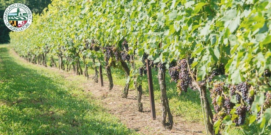 MdAgDept's tweet photo. DYK: There are nearly 1,000 acres of grapes grown in Maryland!๐Celebrate #MDWineMonth and support local grape growers and wine producers by visiting one of Maryland's 80+ wineries! @MDwine has 9 different wine trails around the state, check them out here: https://t.co/D3vOvUjaBR https://t.co/IxWe6HtSFM