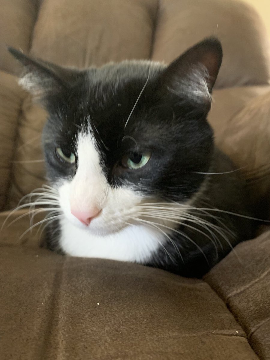 darkcarsonmelon's tweet photo. @thenatychu My cats cuter https://t.co/Fs4uWNzd1C