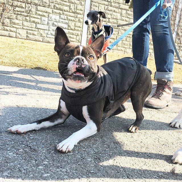 TheyWalkDogs's tweet image. George - always #partyin #theywalkdogs ift.tt/2uoowAr