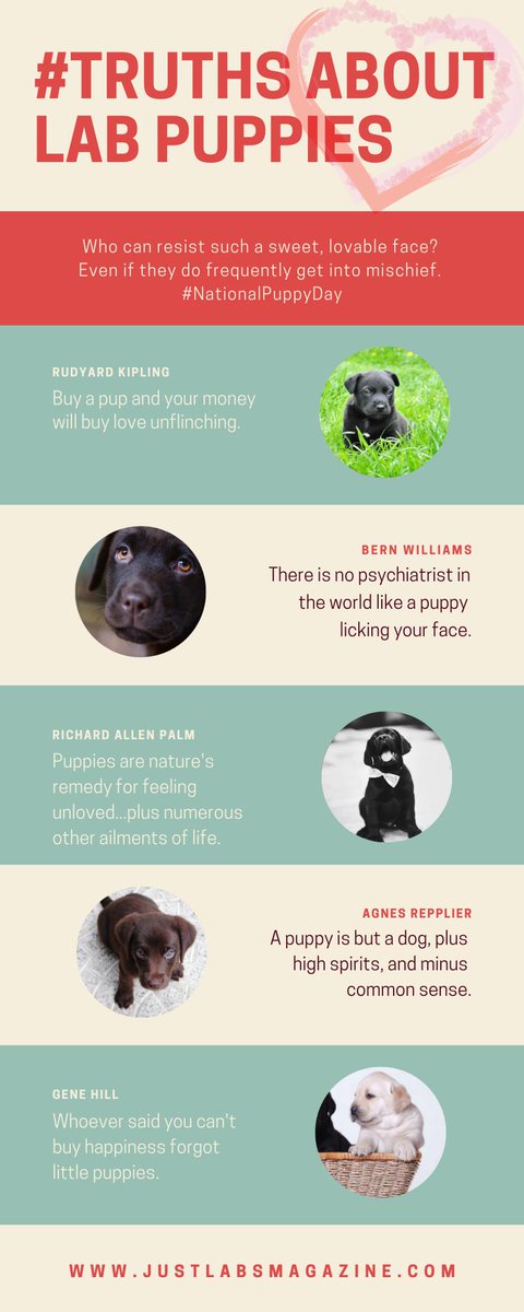 JustLabs's tweet photo. Tomorrow, March 23, is #NationalPuppyDay. Why do you love your Lab pup? https://t.co/RxCDqzhP62