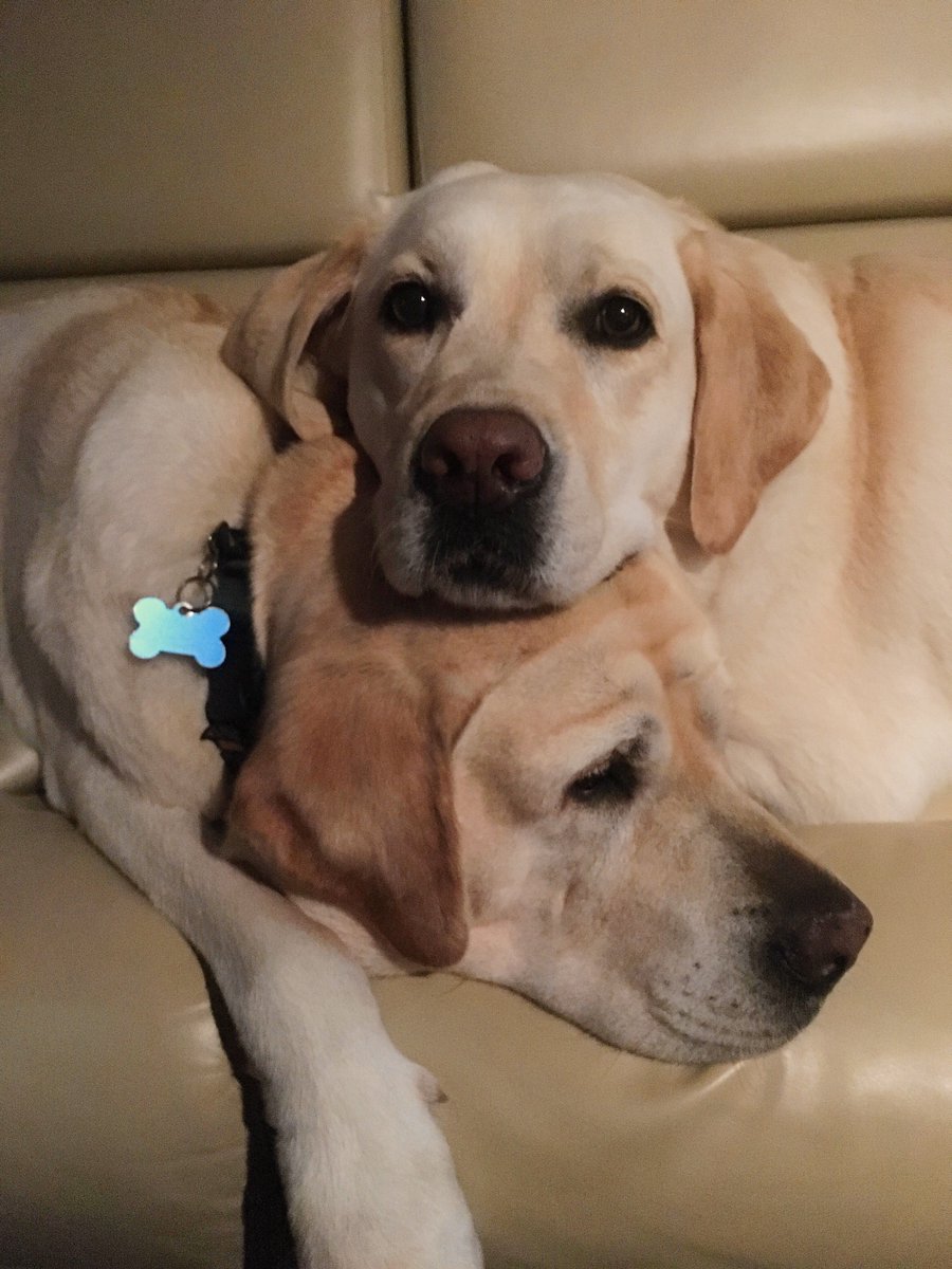 celinedion's tweet photo. #NationalPuppyDay ! Let’s celebrate two members of Celine’s family: Charlie and Bear ❤ // #NationalPuppyDay ! Célébrons deux membres de la famille de Céline : Charlie et Bear ❤ -Team Céline 

📸 : Archives Production Feeling https://t.co/Sas9OZNDBd
