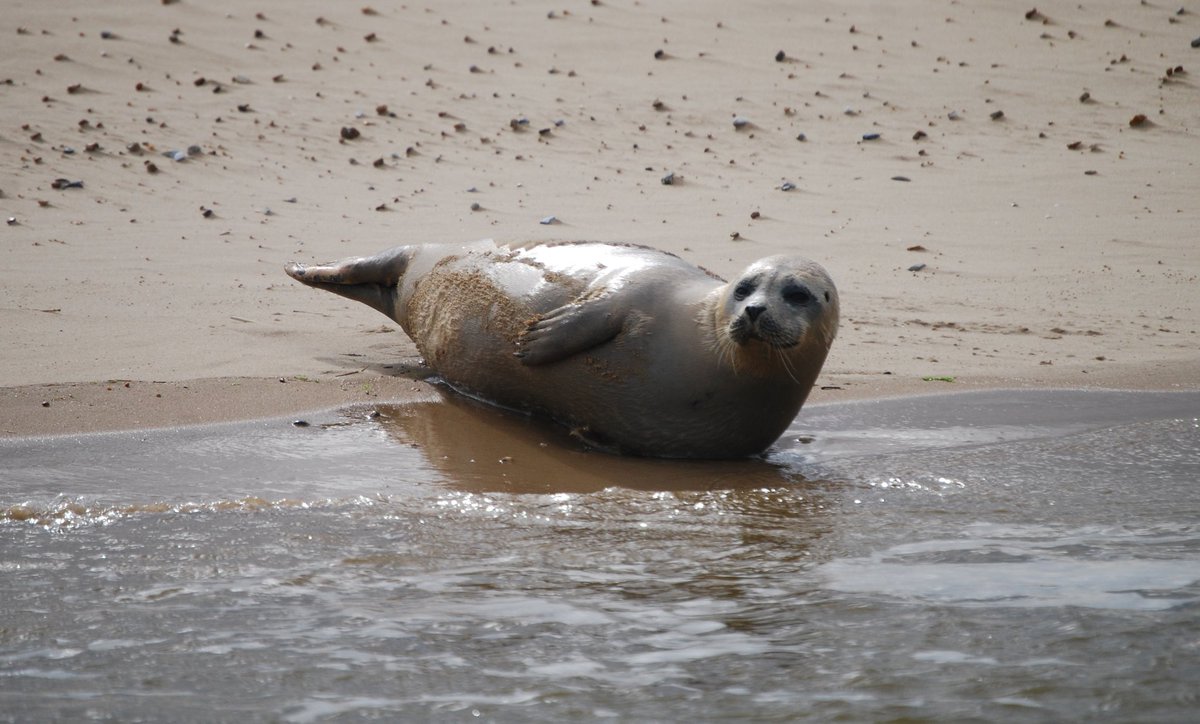 Common Seal in Norfolk #InternationalSealDay