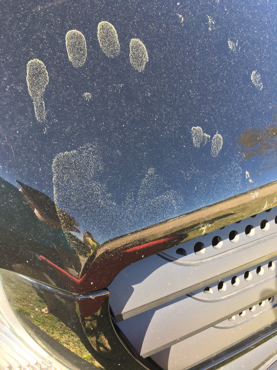 trentfaris's tweet photo. Just a little bit of pollen during the #P200 @F3RockHill #palmetto200 #RockP200 https://t.co/pdVMle51l4