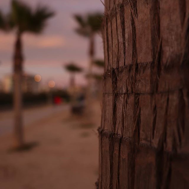 Lluc020304's tweet photo. 41/365 Just look what you have in front of you.
#palmeras #palm #beach https://t.co/nYmyHMEKXo https://t.co/rNAZSRAMkX