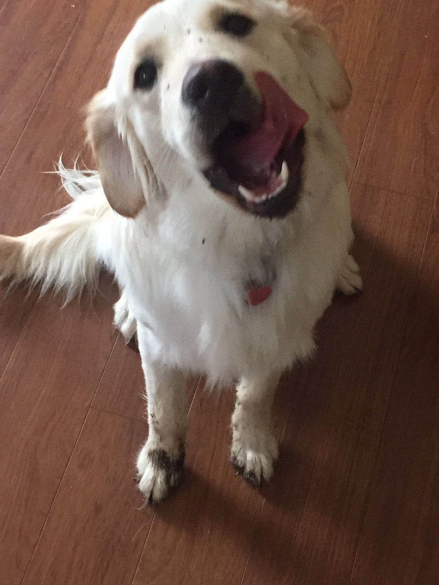 Meadowfreespirt's tweet photo. Says when it’s spring and someone decided to go full peppa pig in muddy puddles! #springday #muddypuddles #goldenretrievers https://t.co/Z3eVPrtxxq