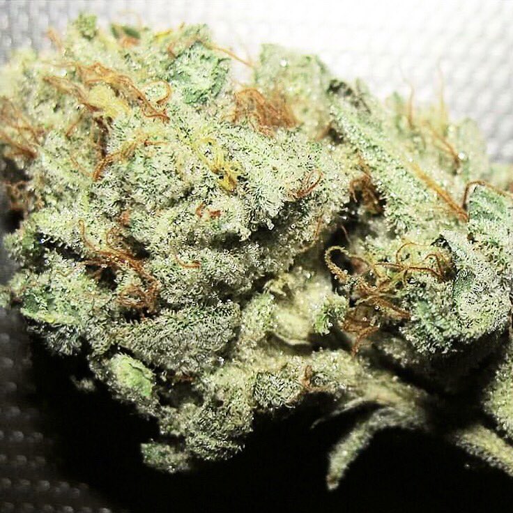 stoner_oasis's tweet photo. 😍😍🔥 https://t.co/hW3SAPxMll