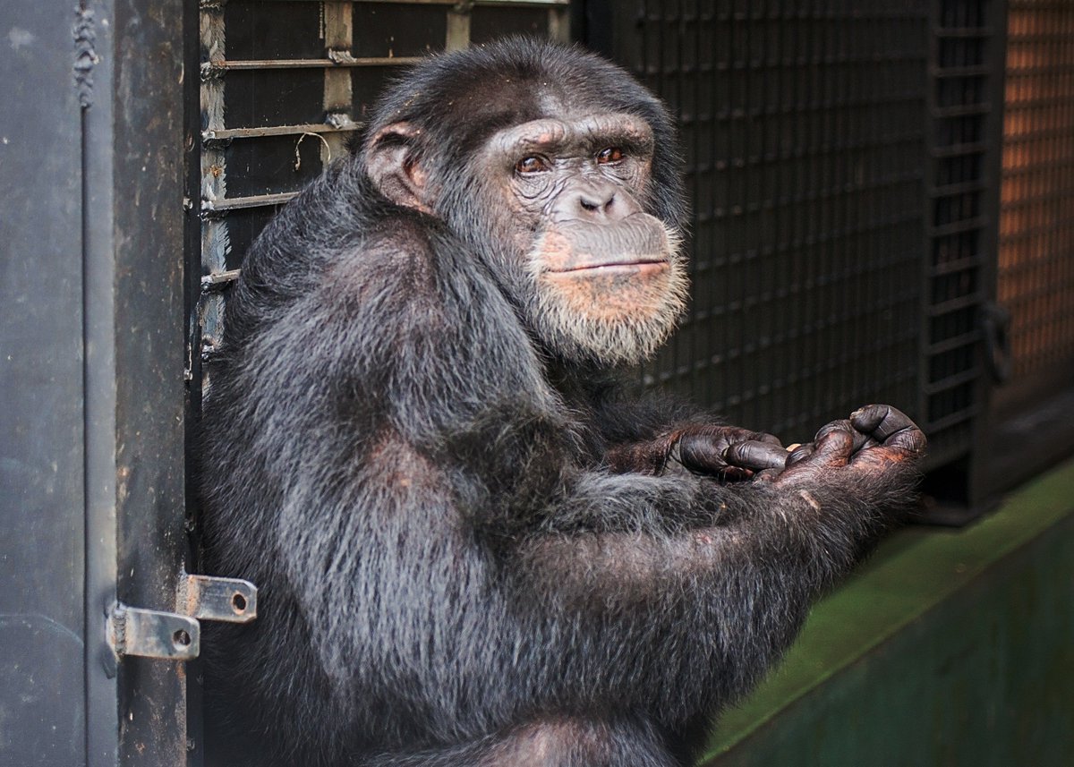 projectchimps's tweet photo. Hercules &amp; Ray have had a great first year in sanctuary! Hercules has grown into his role as a leader of 9 adolescent male chimpanzees. Ray backs up Hercules, keeping order in the group settling disputes. Despite their differences they make a great team! #HerculesChimp #RayChimp https://t.co/mxZJOjsdcL
