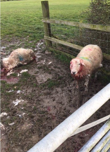 NWPRuralCrime's tweet photo. Friday night and I'm off duty but I can't stop thinking about what I've witnessed this week....
Time and time again I see irresponsible dog owners who really don't care what their dog does and what a devastating effect they can have.
WAKE UP UK AND REALISE THIS IS HAPPENING NOW https://t.co/lWAM3jhwG4