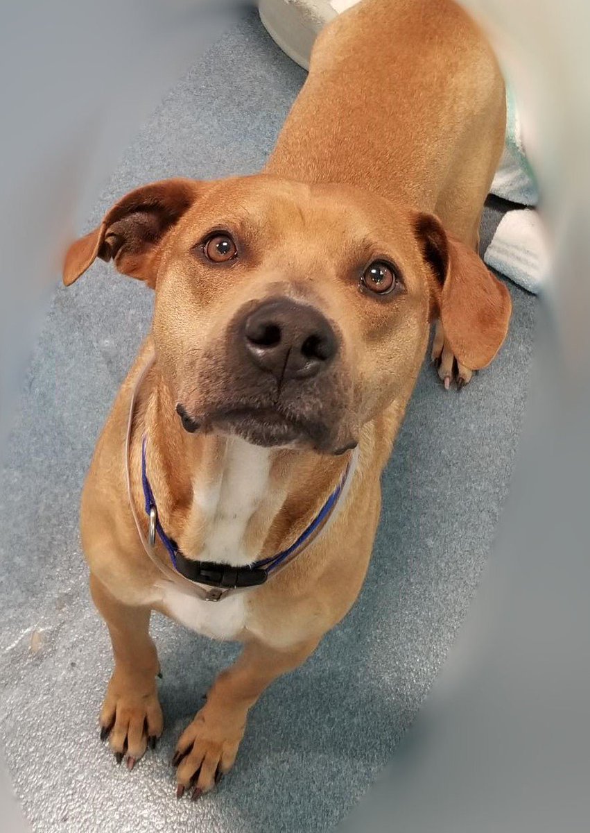 DallasShelter's tweet photo. Omega (#A1059532) would love to give you all of his attention! This sweet boy is extremely laid back & loves to play! He would be the perfect park pal! Come into #DAS this weekend & visit this friendly guy in person! #BeDallas90 #AdoptMe #FosterMe #DasDogs #DallasDogs #HappyDogs https://t.co/11l8p08Y3w