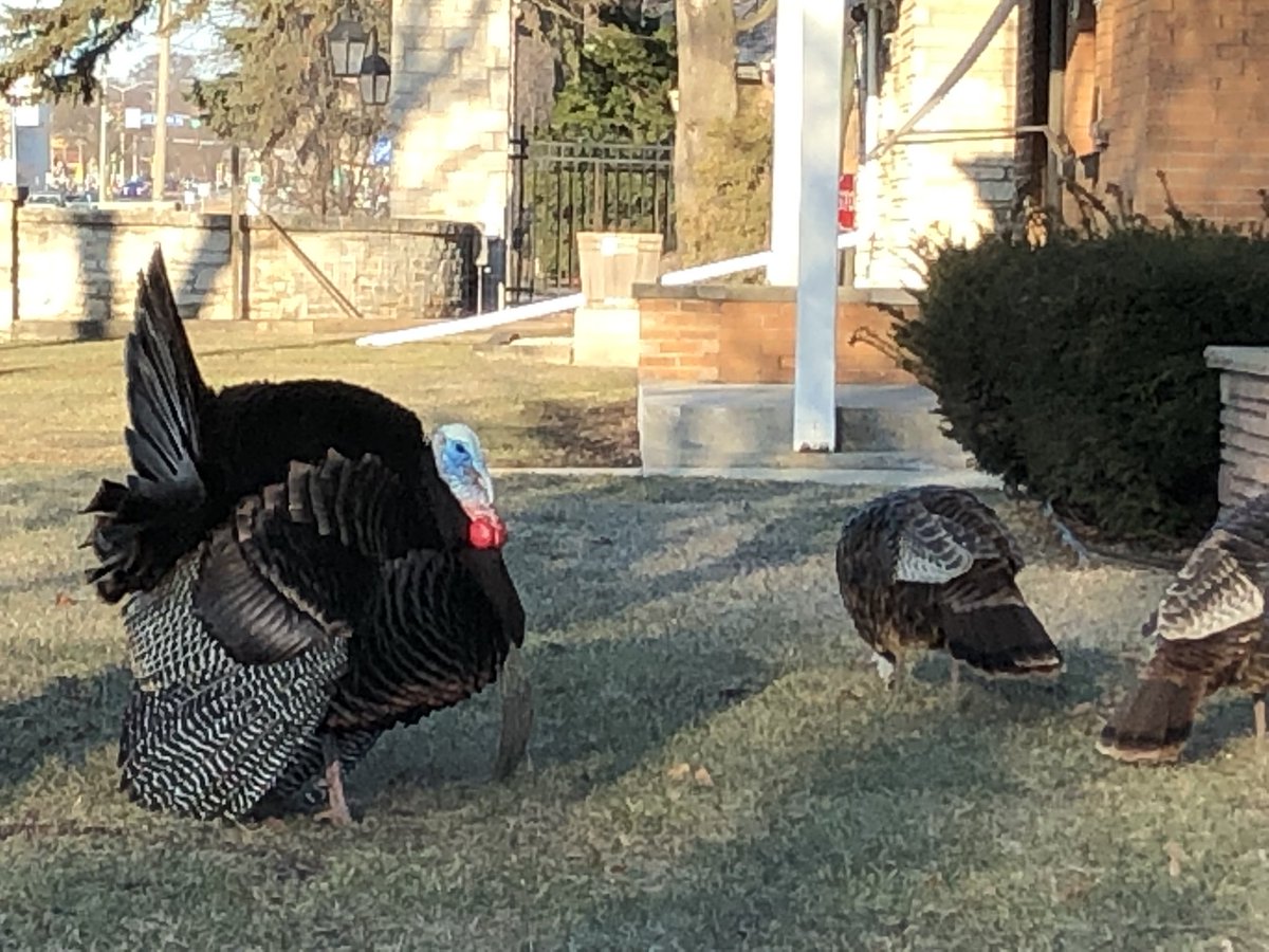 tamaracrouch's tweet photo. @PeterZuzga @TosaVillage I ❤️ Tosa Turkeys! They were hanging out on North Ave earlier this week! https://t.co/hdqUzHejAZ