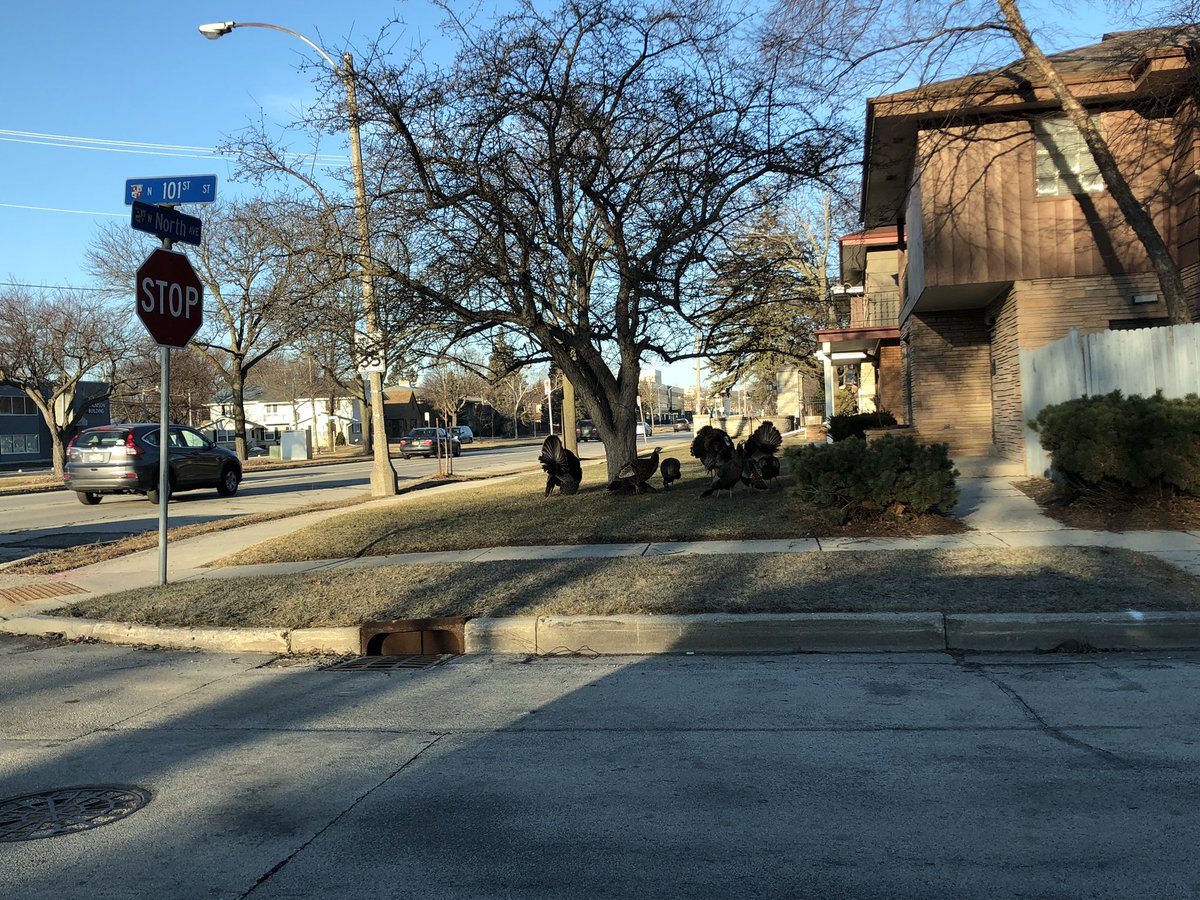 tamaracrouch's tweet photo. @PeterZuzga @TosaVillage I ❤️ Tosa Turkeys! They were hanging out on North Ave earlier this week! https://t.co/hdqUzHejAZ